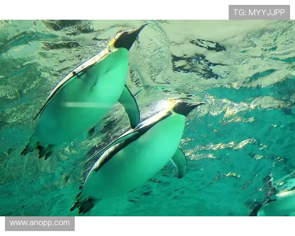 鲨出没乌龙实为葡军舰水母事件